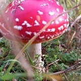 -5317049386963957830_97